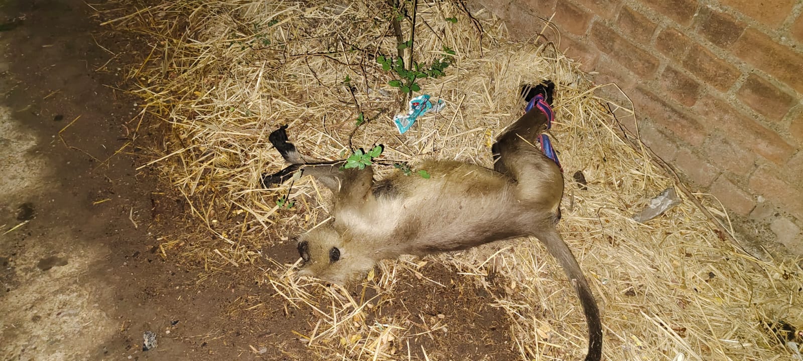 बंदरों की हत्या पर वन विभाग द्वारा की गई कार्यवाही, जल्द ही चालान कोर्ट में प्रस्तुत किया जायेगा