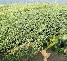 अक्टूबर में बुवाई,लाखोँ में कमाई 