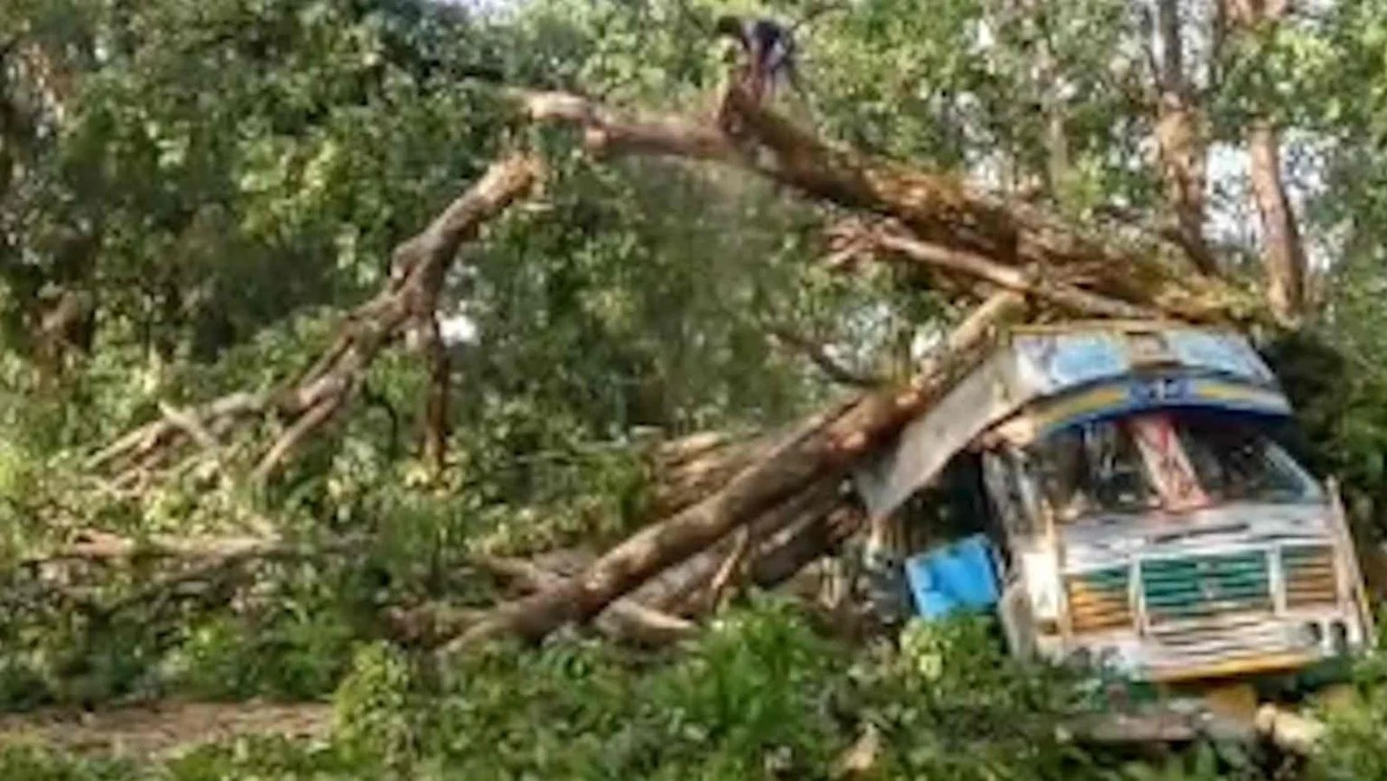 चलते ट्रक पर गिरा विशालकाय पेड़, चालक बाल-बाल बचा; जगदलपुर-सुकमा हाईवे पर लगा लंबा जाम