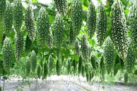 करेले की इन 3 किस्मों से होगी बंपर कमाई, गर्मी में किसानों के लिए मौका