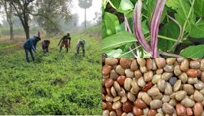 कम लागत और कम मेहनत में ज्यादा मुनाफा चाहते हैं तो करें इसकी खेती 