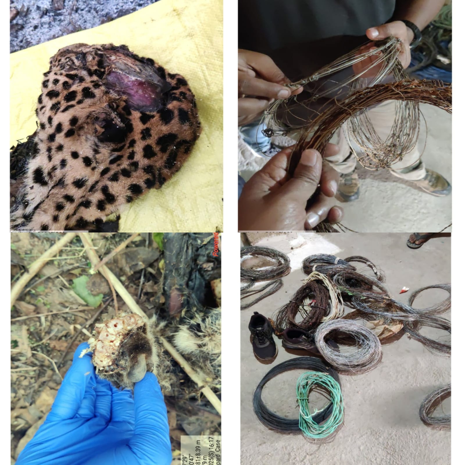 तेंदुआ मृत्यु प्रकरण में वन विभाग की त्वरित एवं सख्त कार्रवाई, दोषियों पर कड़ी नजर
