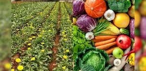  गर्मी में सब्जी की बंपर पैदावार चाहिए? भिंडी-लौकी से पहले कर लें ये एक जरूरी काम, दोगुना होगा मुनाफा