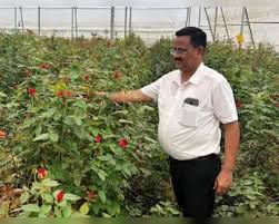 कम लागत में लाखों का मुनाफा,इस फूल की खेती से चमक जाएगी किस्मत
