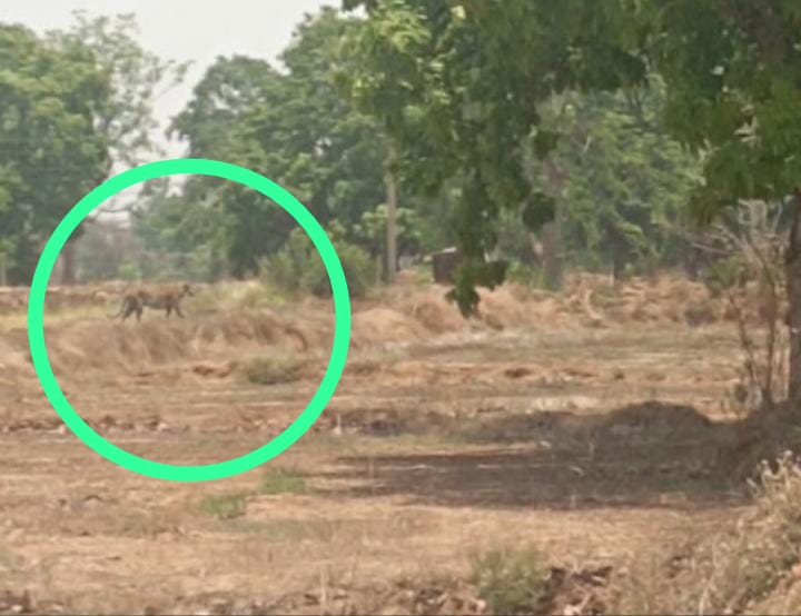 जंगल कटे, तेंदुआ भटके… मुनादी से नहीं थम रहा गिधनी का खौफ,वन विभाग की निष्क्रियता पर ग्रामीणों में आक्रोश