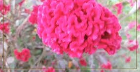  यह फूल किसानों के लिए बना एटीएम,एक बार लगाएं साल भर कमाएं