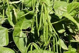 उड़द की फसल में पीलापन दिखे तो सतर्क रहें, कीट नियंत्रण के आसान तरीके