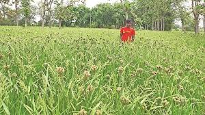 धमतरी में रागी बदलेगी किसानों की किस्मत,किसानों को 50 हजार प्रति एकड़ की आमदनी की उम्मीद