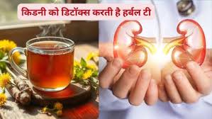 किडनी को डिटॉक्स करती हैं ये हर्बल टी,रोज ऐसे करें सेवन 