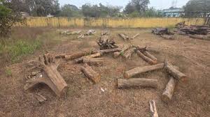 बालोद जिले में वन विभाग के अधिकारी-कर्मचारियों का चौंकाने वाला कारनामा 