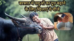 गाय-भैंस का पालन कर रहे हैं बरसात में दूध घटने की समस्या आ रही है तो अपनाएं ये उपाय 