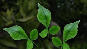 खाली पेट ऐसे खाएं बेलपत्र, ठीक होंगी ये बीमारियां