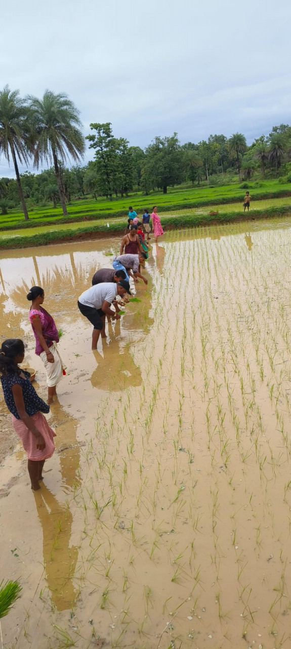 दोगुना उत्पादन और लागत में कमी के चलते किसान अपना रहे हैं श्री पद्धति