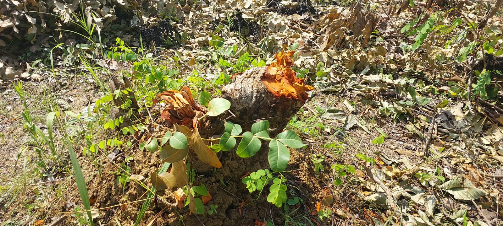 भानुप्रतापपुर परिक्षेत्र के जंगलों में वनों की अवैध कटाई जोरों पर विभाग मौन