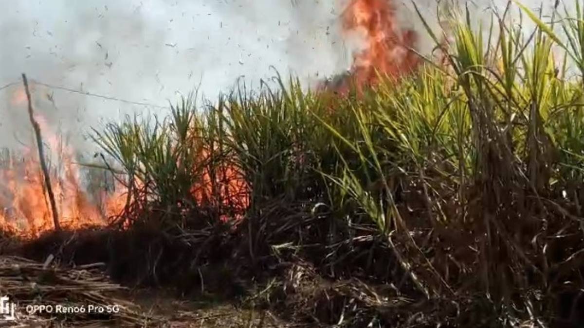 किसानों को लाखों का नुकसान,गन्ने के खेत में लगी आग, 40 एकड़ से ज्यादा में लगी फसल बर्बाद