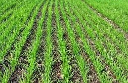 गेहूं बुवाई से पहले करें बस ये एक काम,कीट और बीमारियां भूल जाएंगी खेत का रास्ता