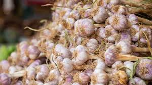 रबी सीजन में सफेद सोना की इस तरह करें खेती,कमाई होगी लाखों में 