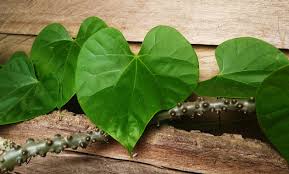 Benefits and Side Effects of Giloy: इम्यूनिटी बढ़ाने में बेहद ही फायदेमंद है गिलोय,जानें सेवन करने का तरीका और फायदे-नुकसान