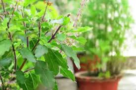 गुरुवार के दिन इस तरह करें तुलसी पूजा,अन्न-धन से भरा रहेगा भंडार