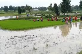 धान रोपाई की गजब तकनीक : कम खर्च में होगी बंपर कमाई, ऐसे करें रोपाई 