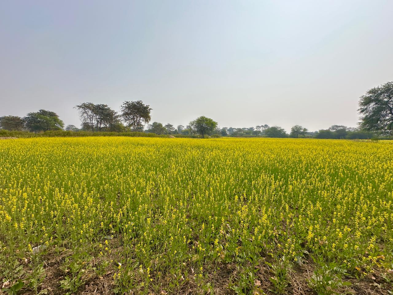 फसलचक्र परिवर्तन से जल संरक्षण और कृषि समृद्धि की नई पहचान बन रहा धमतरी