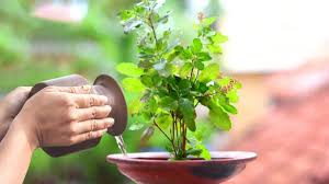 तुलसी पूजा में जरूर करें ये पाठ, जीवन में बना रहेगा सुख-समृद्धि का वास