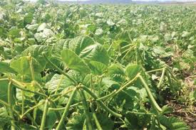 कम लागत, ज्यादा पैदावार: मूंग की इन किस्मों से होगी बंपर कमाई