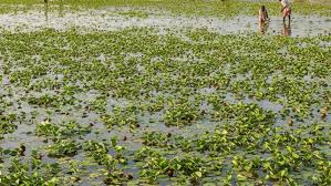 सिंघाड़े की खेती से होगी लाखों की कमाई,यहां पढ़े पूरी जानकारी  