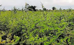 नवाचार से बदली किस्मत, अरहर की खेती से युवा किसान ने कमाए लाखों