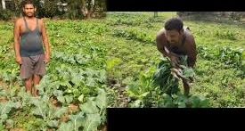  एक ही खेत में तीन फसल करते हैं तैयार,हर महीने होती है इतनी कमाई