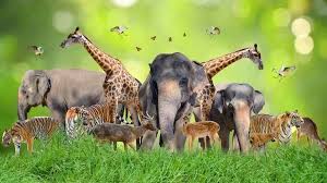 छत्तीसगढ़ में जल्द लागू होगी योजना, लोग अब वन्य प्राणियों को गोद ले सकेंगे