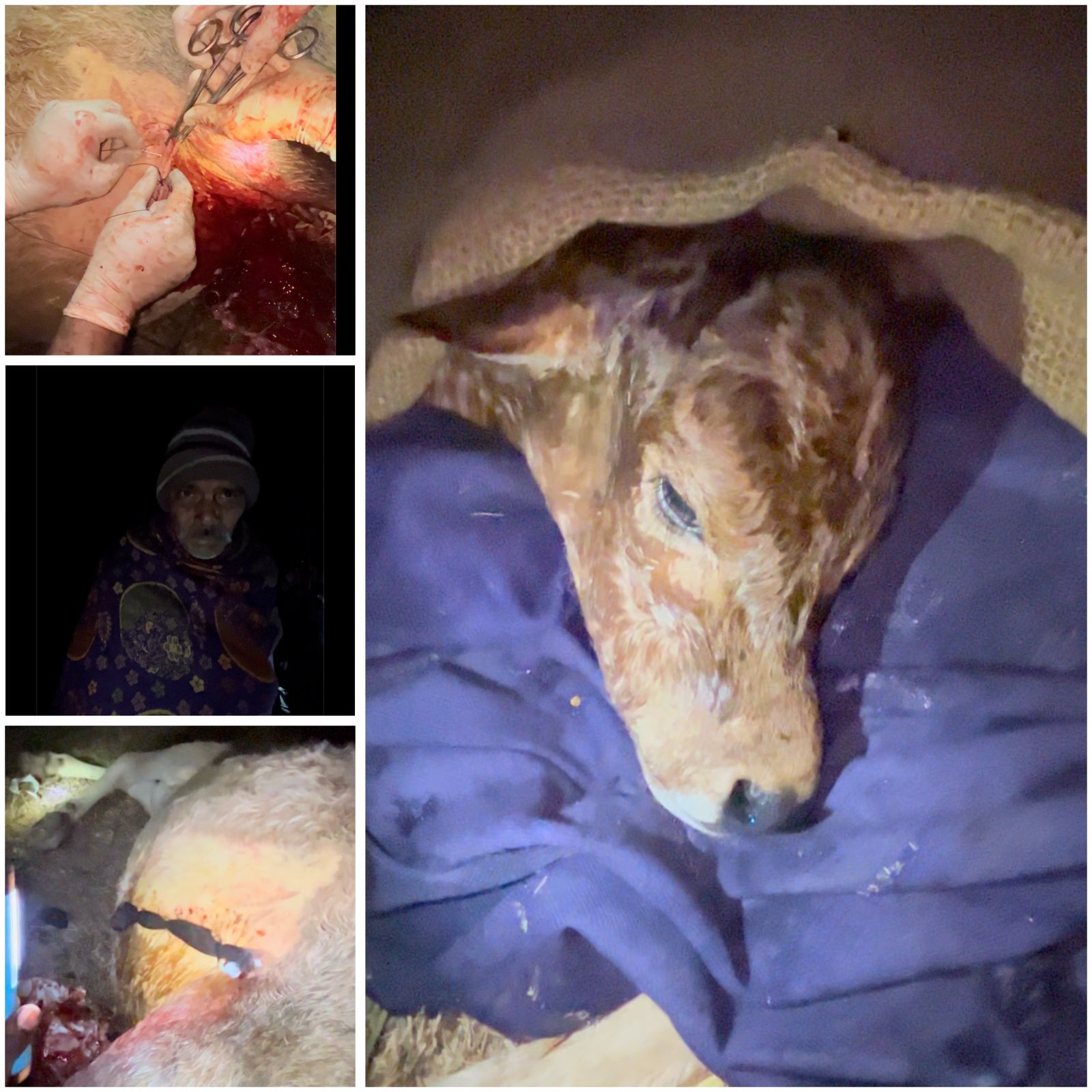 खड़गांवा में पशु चिकित्सकों का सराहनीय कार्य, जटिल ऑपरेशन कर नवजात बछड़े की बचाई जान