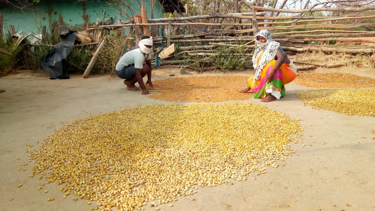 छत्तीसगढ़ में देश के तीन चौथाई लघु वनोपजों का संग्रहण