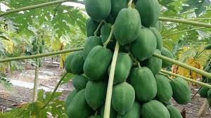पपीते की इस वैरायटी की करें खेती,होगा बंपर उत्पादन के साथ तगड़ा मुनाफा 