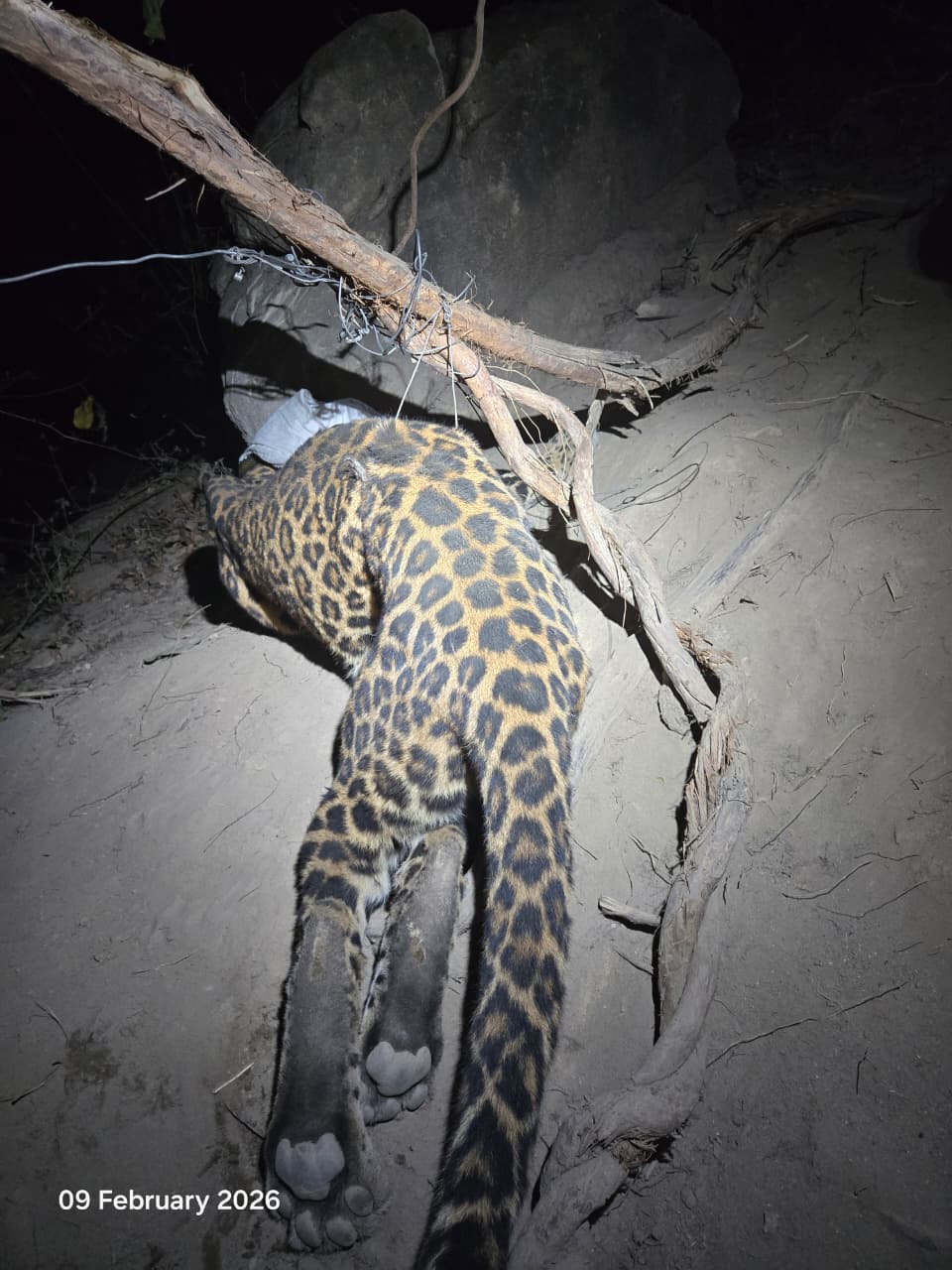 कटघोरा वनमंडल की सतर्कता से तेंदुए का सफल रेस्क्यू और शिकारी गिरफ्तार