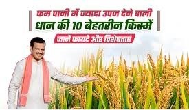 जलवायु के अनुसार तैयार ये धान की उन्नत वैरायटीज, सूखा, बाढ़ और लवणीय मिट्टी में भी देती हैं बेहतर पैदावार
