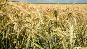 गेहूं की ये किस्में देंगी प्रति हेक्टेयर 86.4 क्विंटल तक पैदावार,जानें खासियत 
