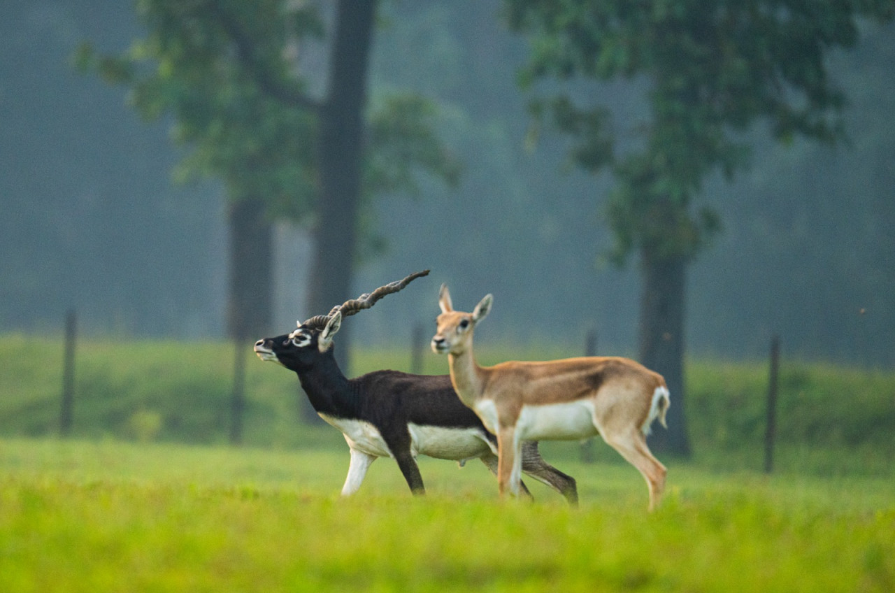  विलुप्ति से पुनर्जन्म तक! छत्तीसगढ़ के काले हिरण संरक्षण की राष्ट्रीय स्तर पर तारीफ
