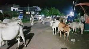 प्रशासन की शर्मनाक लापरवाही : छत्तीसगढ़ के बेमेतरा में 100 से अधिक बेसहारा पशुओं की मौत