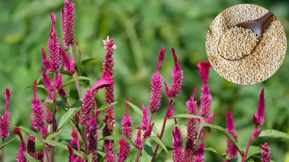 Rajgira Benefits: क्यों कहा जा रहा है राजगिरा को भविष्य का सुपरफूड? जानिए फायदे और खाने का सही तरीका
