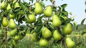 कम लागत, ज्यादा मुनाफा ,₹5 के पौधे से लाखों की कमाई, जानिए कैसे