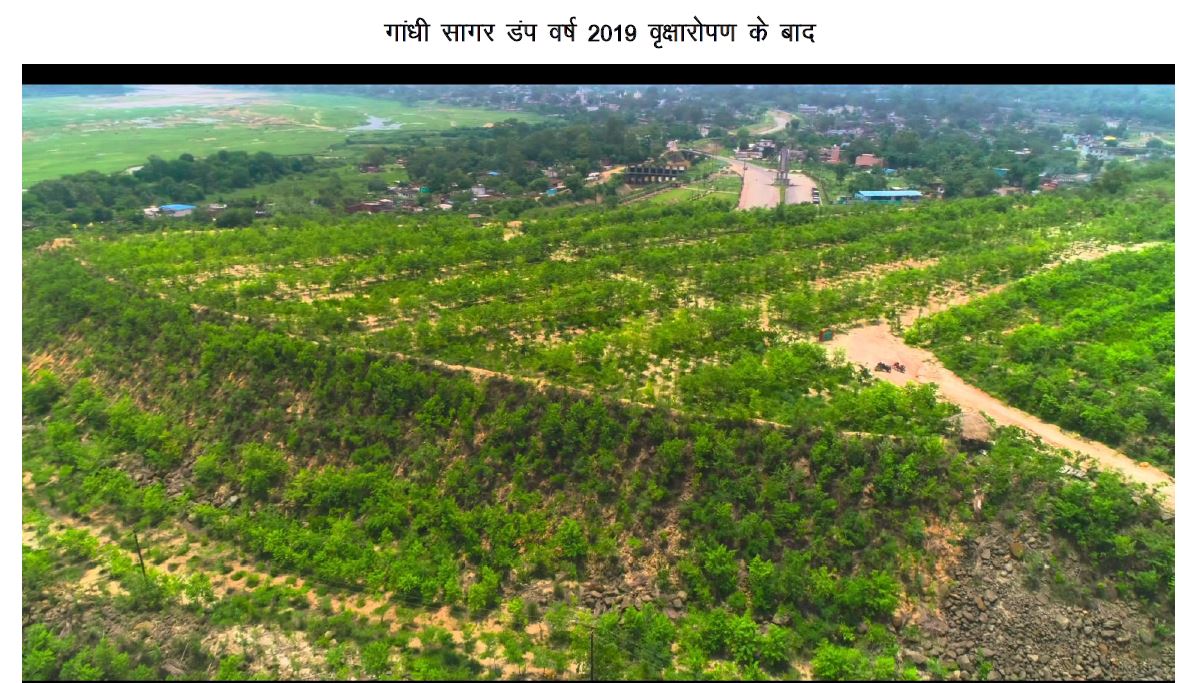 माइनिंग डंप में हरित क्रांति- कोरबा गांधीसागर डंप क्षेत्र में सफल वृक्षारोपण