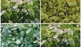 हरी पत्ती से बंपर कमाई का फार्मूला, जानें एक्सपर्ट से