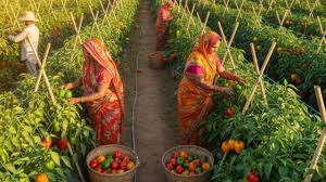 शिमला मिर्च की खेती से किसानों को होगा तगड़ा मुनाफा,जानें खेती की प्रक्रिया