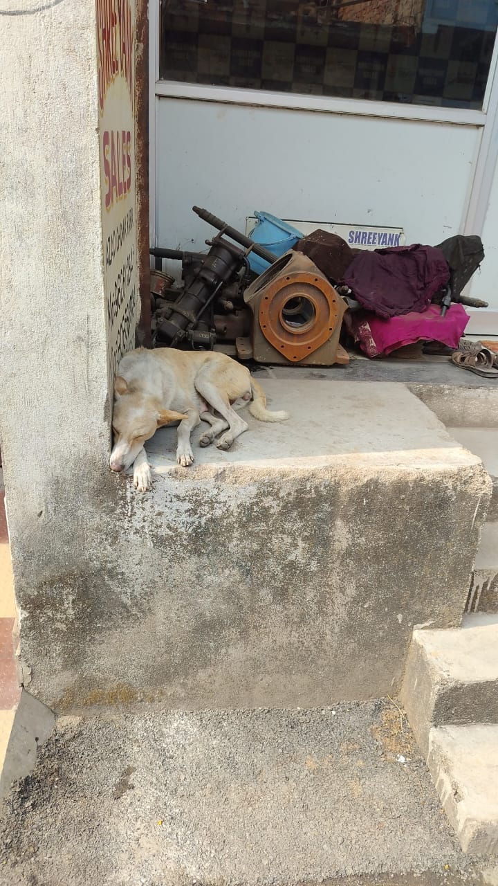 निगम रायपुर के ब्राह्मण पारा में 50दिन बाद भी लिखित शिकायत पर भी कुत्ता काटने पर कोई कार्यवाही नही