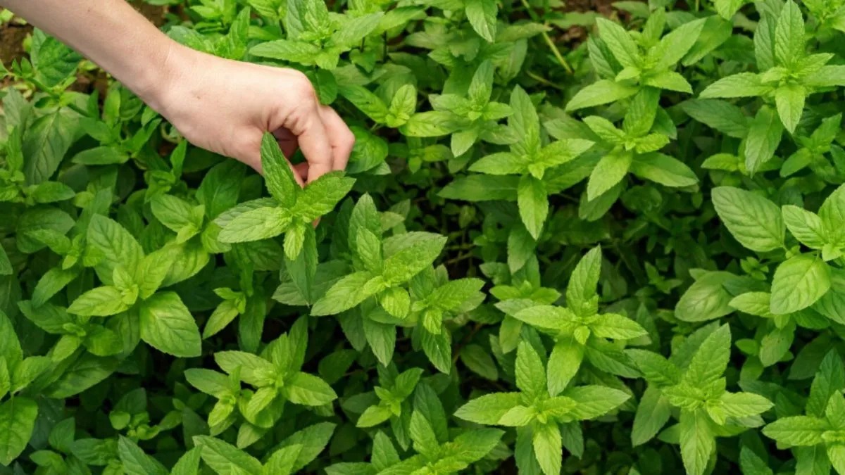  Health Tips: वन तुलसी है सेहत का खजाना! सर्दी-खांसी, गैस, डैंड्रफ और तनाव समेत इन 5 समस्याओं में मिल सकती है राहत