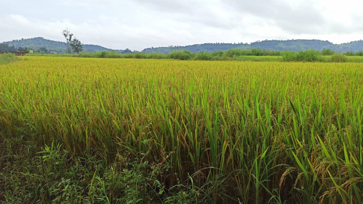 बेमौसम बारिश का कहर, पककर तैयार धान फ़सल प्रभावित 