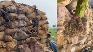 धान उपार्जन केन्द्रों की हकीकत चौंकाने वाली : 8 महीने से उठाव न होने के कारण हजारों क्विंटल धान सड़े
