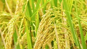 पूसा बासमती धान की टॉप 5 किस्में, जानें उत्पादन क्षमता और विशेषताएं