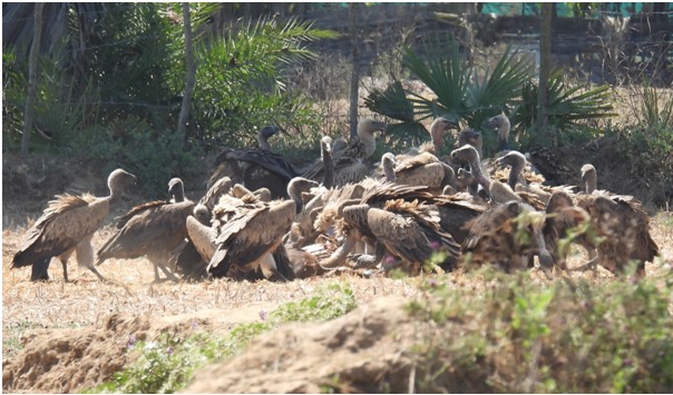 गिद्ध संरक्षण में छत्तीसगढ़ की नई उड़ान : इंद्रावती टाइगर रिजर्व बना देश का मॉडल